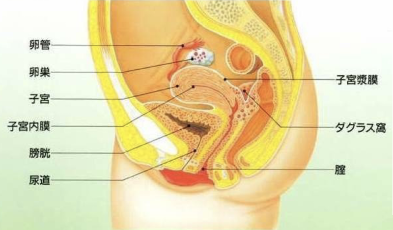 子宮内膜症の起こる部位